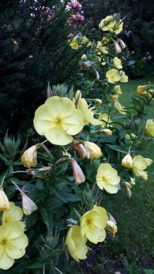 IMG-20170711-WA0021.jpeg