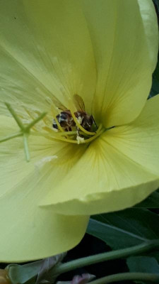IMG-20170711-WA0023.jpeg