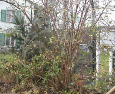 DSCN0818_Lonicera_purpursii.jpg