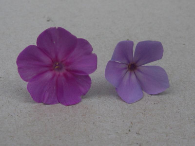 anplifolia Junge Wifo Spruyt.JPG