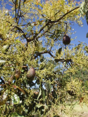 avocado.jpg