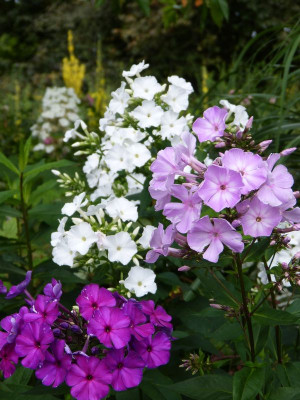 2017-07-14 Phlox 1.jpg
