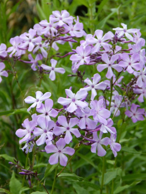 2017-07-14 Phlox 'Alma Jansson'.jpg
