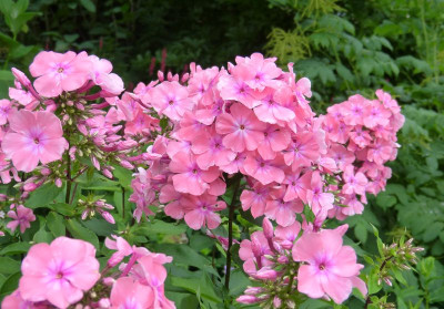2017-07-14 Phlox 'Bornimer Nachsommer'.jpg