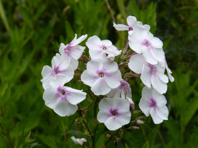2017-07-14 Phlox 'Laubenpieper'.jpg