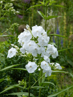 2017-07-14 Phlox 'Mount Fujiyama'.jpg