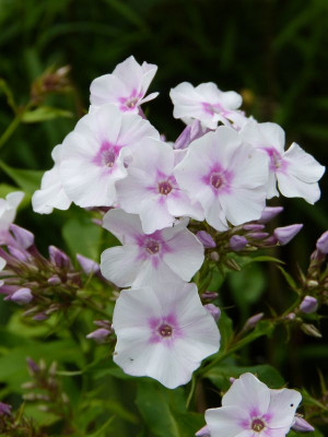 2017-07-14 Phlox 'Omas Jugendzeit'.jpg
