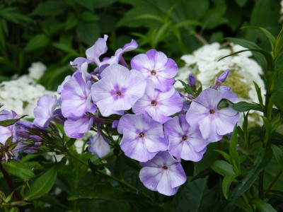 2017-07-14 Phlox 'Sternhimmel'.jpg