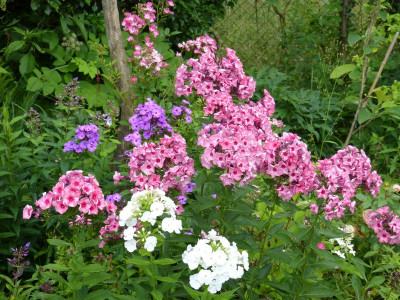 2017-07-14 Phlox 'Uralskie Skazy'.jpg