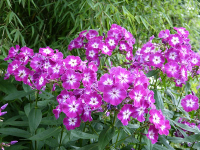 2017-07-14 Phlox 'Wennschondennschon'.jpg