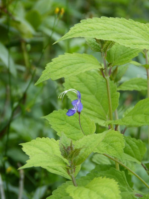 2017-07-14 Caryopteris divaricata.jpg