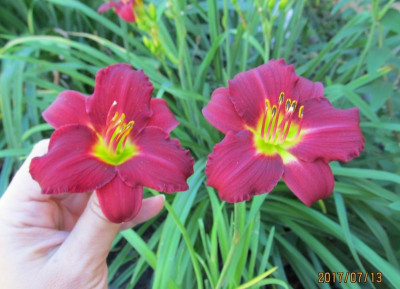 IMG_5456 small.jpg