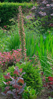 Echium-russsicum-Jun1913.jpg