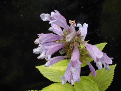 Nepeta_subsessilis_1.jpg
