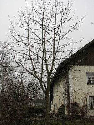 kirschbaum111.jpg