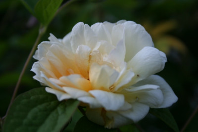 Clair_Jaquier_garten06_109.jpg
