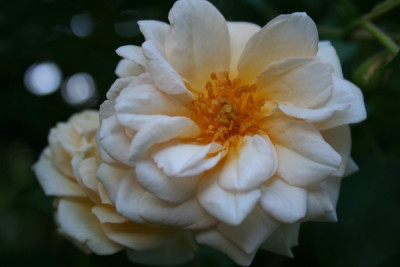 clair_jaquier_garten06_182.jpg