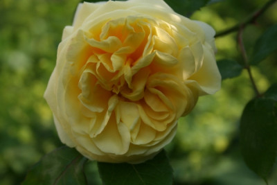 gru_an_oldenburg_garten06_303.jpg