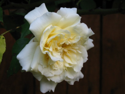 celine_forrestier_garten___06_457.jpg