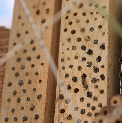 bienen_nisthilfe_3mm_3_5mm_voll.jpg