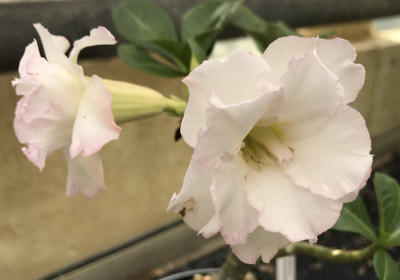 Adenium Double Snow White 07-2017.jpg