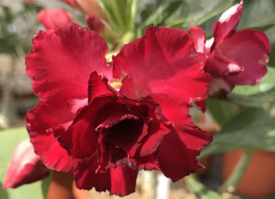 Adenium Pink Narcissus 07-2017.jpg
