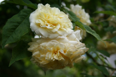 Celine_forresteirIMG_0899.jpg