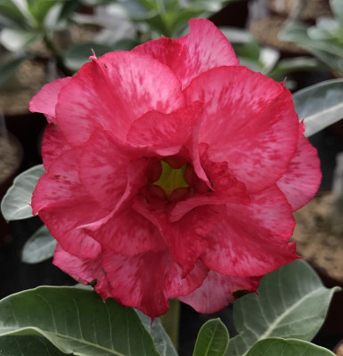 Adenium Triple Fantasy 07-2017.jpg