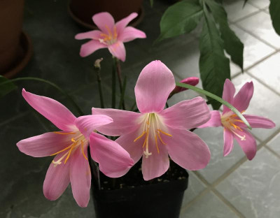 Zephyranthes minuta 07-2017.jpg