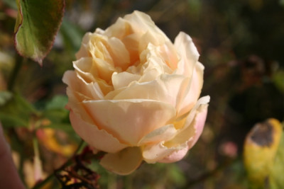 Gloire_16._1._2007_IMG_2154.jpg