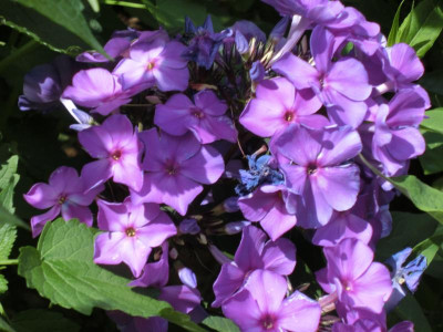 CIMG0796.JPG