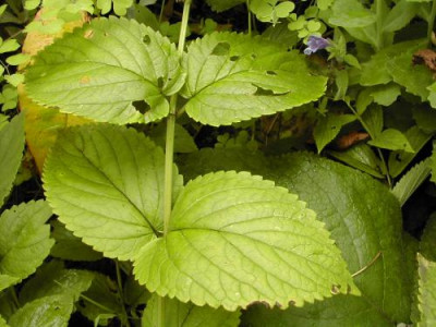 Nepeta_subsessilis_Laub.jpg