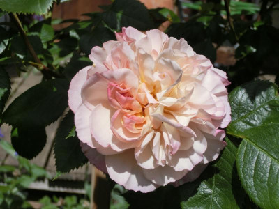 CIMG0776.JPG