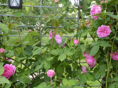 CIMG0756.JPG