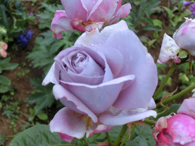 CIMG0762.JPG