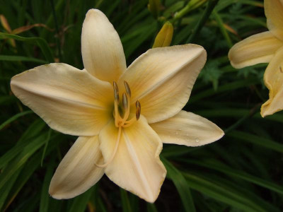 2017_0715Hemerocallis50032.jpg