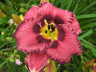 2017_0715Hemerocallis50003.JPG