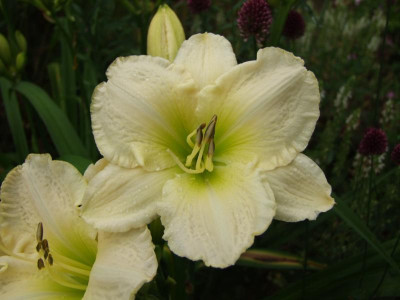 2017_0715Hemerocallis50007.JPG