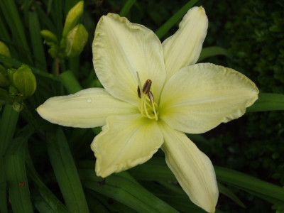 2017_0715Hemerocallis50009.JPG