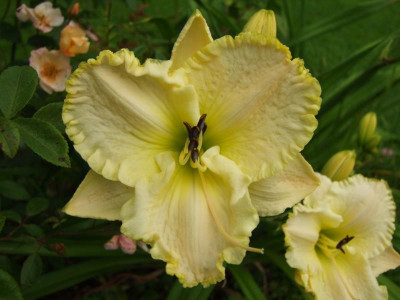 2017_0715Hemerocallis50039.JPG