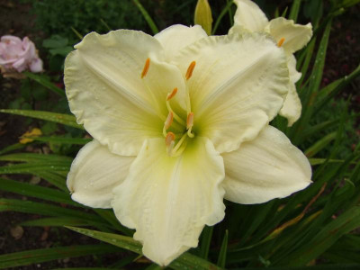 2017_0715Hemerocallis50050.jpg
