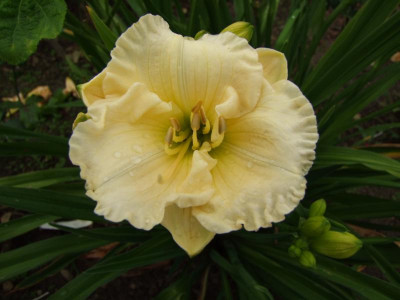 2017_0715Hemerocallis50053.JPG