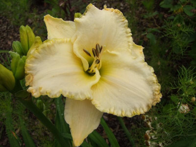 2017_0715Hemerocallis50067.jpg