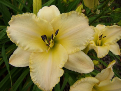 2017_0715Hemerocallis50070.jpg