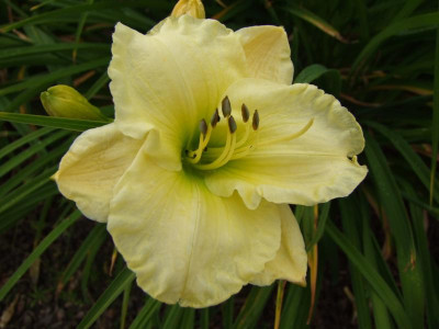 2017_0715Hemerocallis50074.JPG