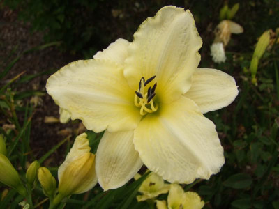 2017_0715Hemerocallis50079.jpg