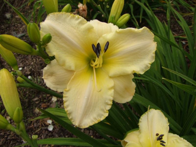 2017_0715Hemerocallis50091.JPG