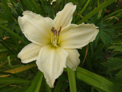 2017_0715Hemerocallis50097.jpg