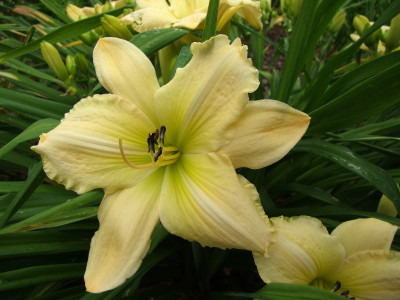 2017_0715Hemerocallis50106.jpg