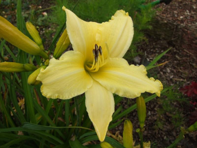 2017_0715Hemerocallis50086.JPG